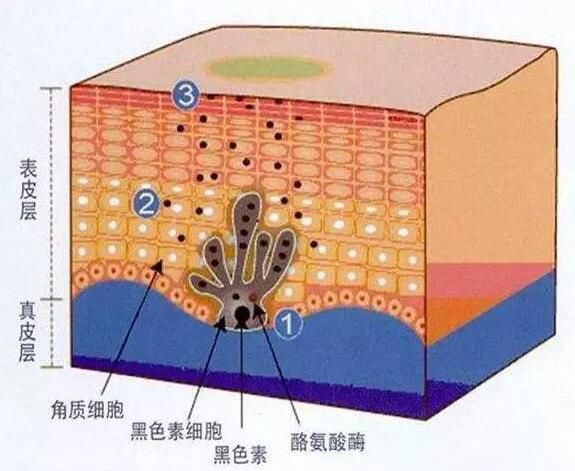 v2-0cace4906be8f0d6f657a5df32b6ffc7_720w.jpg